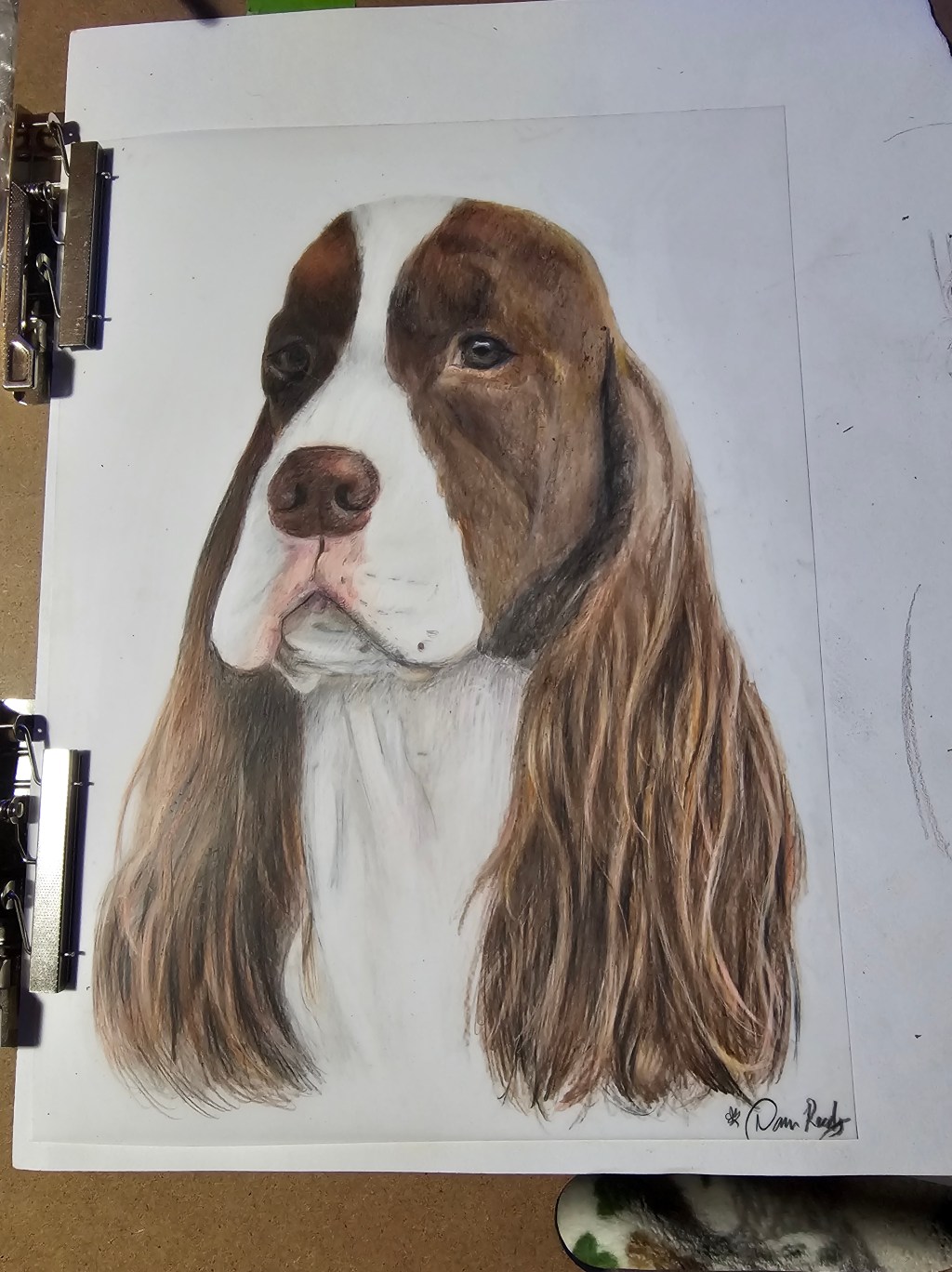 Colored-pencil portrait of a brown-and-white long-eared spaniel with soft, flowing ears.