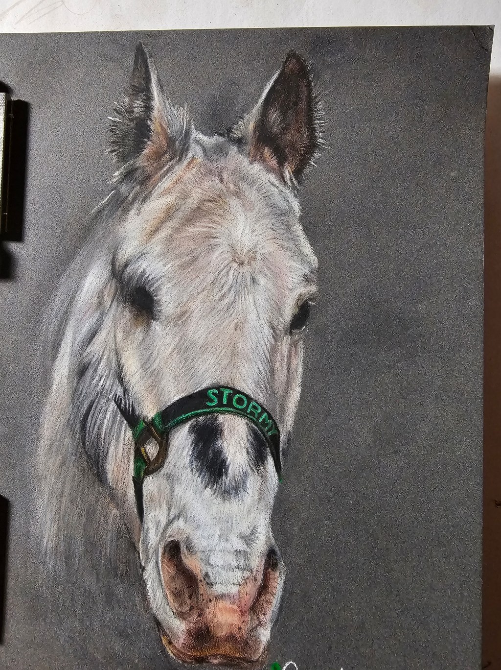 Portrait of a white horse named Stormy against charcoal paper, with a dark green halter.