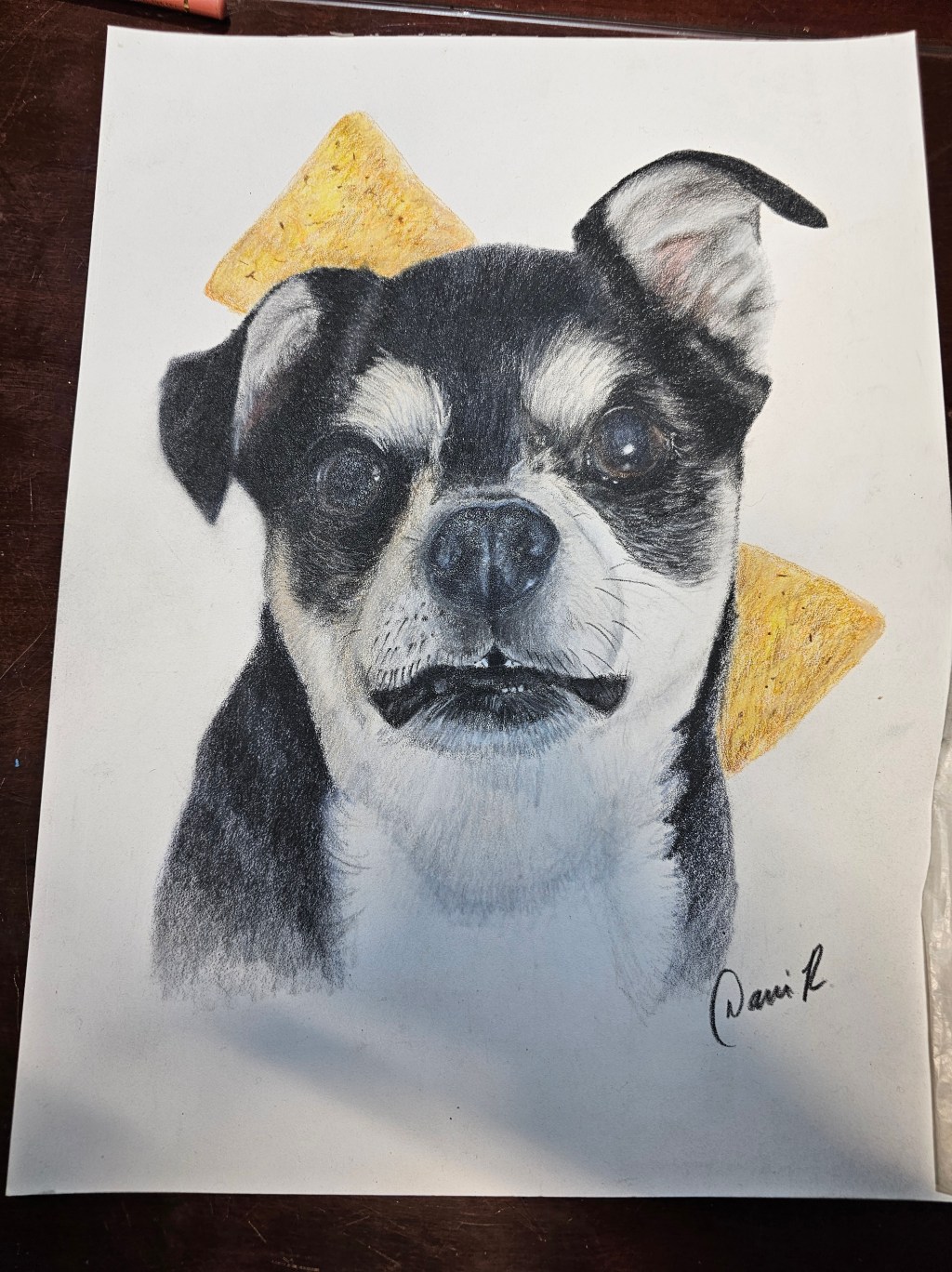 Black-and-white Boston terrier portrait with two golden cheese wedges behind the ears.