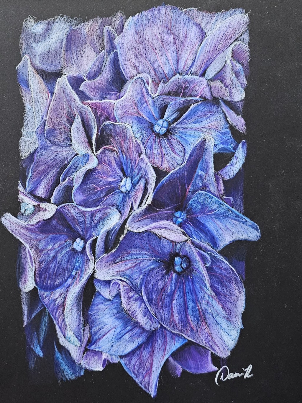 Purple and blue hydrangea blossoms rendered in layered colored-pencil strokes on black paper.