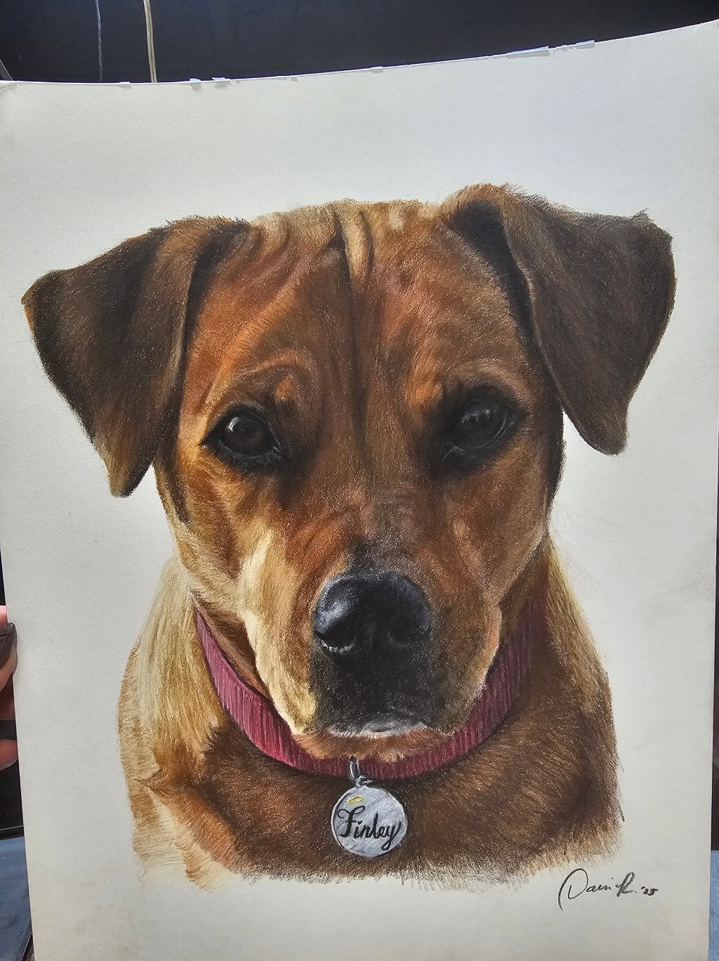 Warm brown dog portrait wearing a pink collar and a round name tag reading Finley.