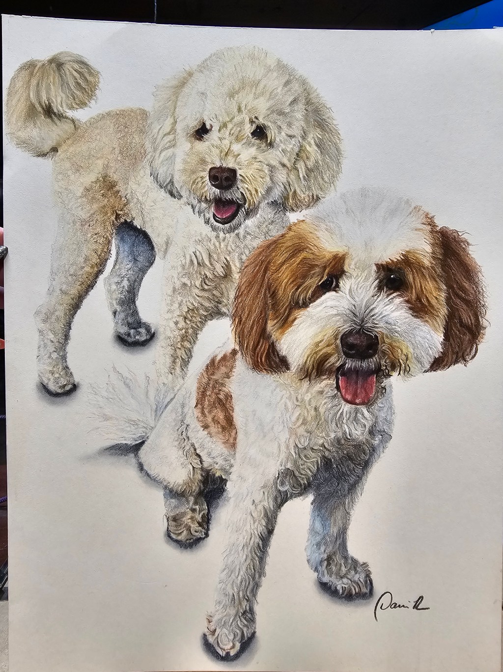 Colored-pencil portrait of two small dogs, a cream fluffy dog behind a brown-and-white shaggy dog.